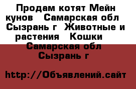 Продам котят Мейн кунов - Самарская обл., Сызрань г. Животные и растения » Кошки   . Самарская обл.,Сызрань г.